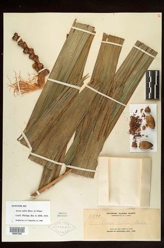 Areca caliso
