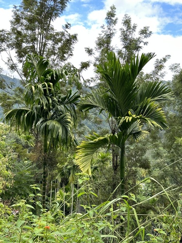 Areca catechu (Betel nut) — photo