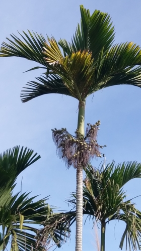 Areca catechu (Betel nut) — photo