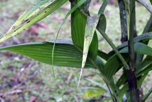 Areca concinna (Lenateri) — photo