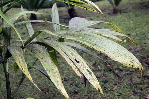 Areca concinna