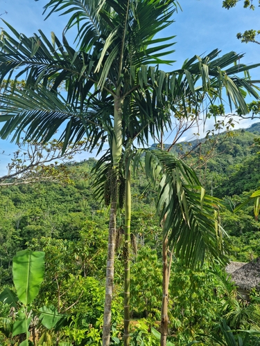 Areca glandiformis — photo