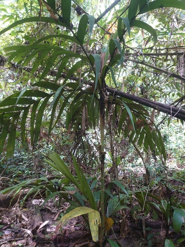 Areca glandiformis — photo