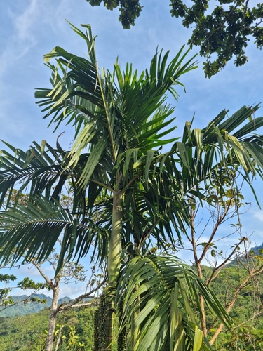 Areca glandiformis