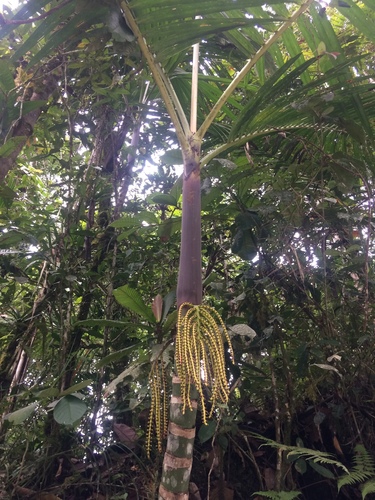 Areca ipot (Bungang-ipot) — photo