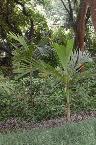 Areca ipot (Bungang-ipot) — photo