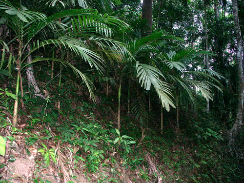 Areca ipot