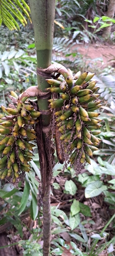 Areca macrocalyx (Kambibi) — photo