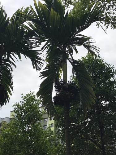 Areca macrocarpa (Bungang-lakihan) — photo
