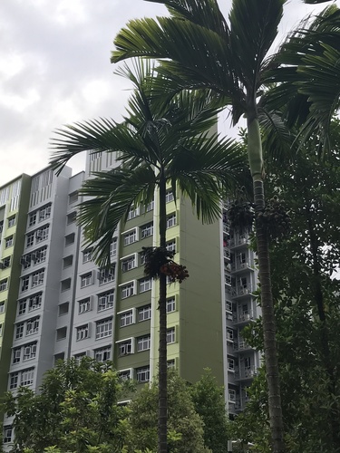 Areca macrocarpa (Bungang-lakihan) — photo