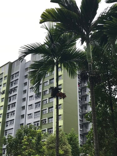 Areca macrocarpa