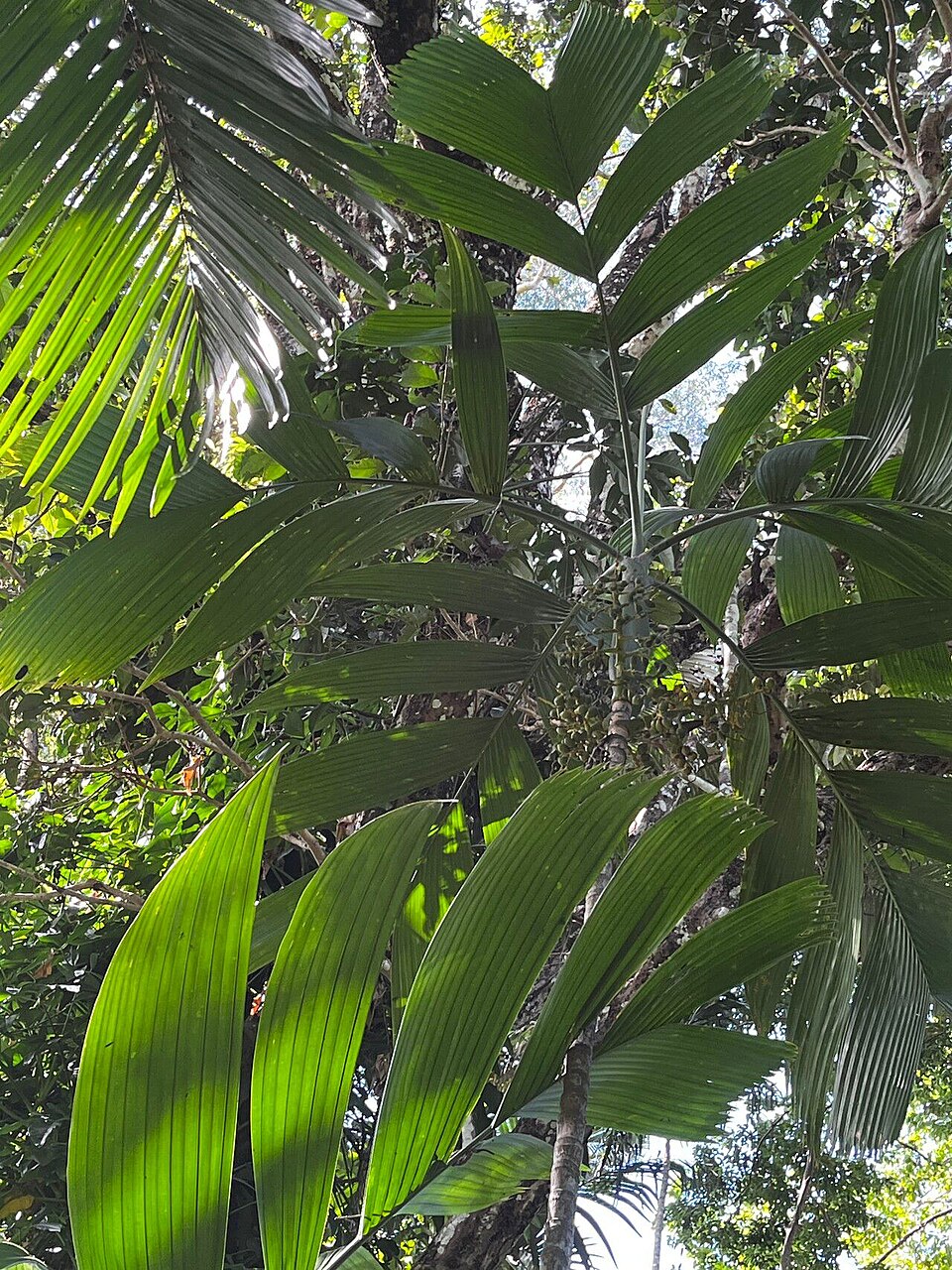 Areca novohibernica (Bua Lau) — photo