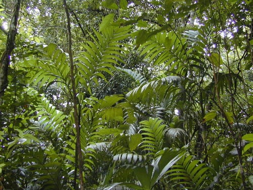 Areca triandra (Triandra palm) — photo
