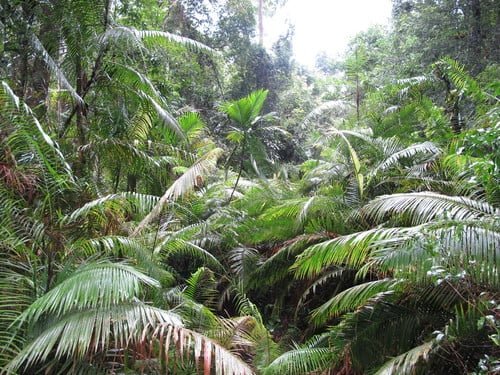 Areca triandra (Triandra palm) — photo