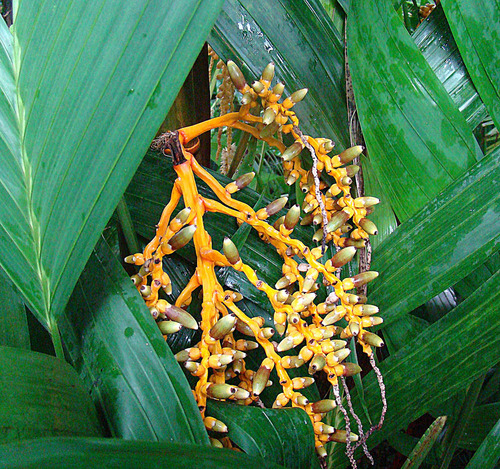 Areca vestiaria (Orange crown shaft palm) — photo