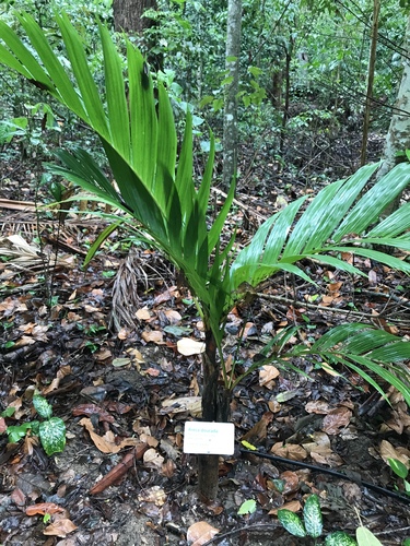 Areca vestiaria (Orange crown shaft palm) — photo