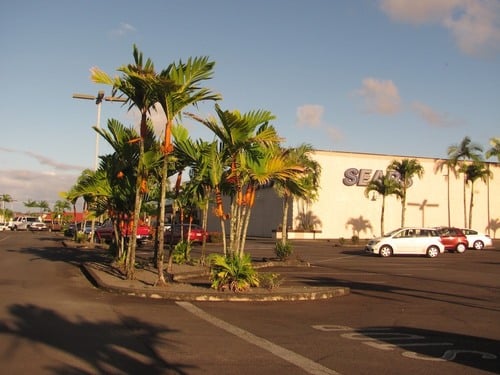 Areca vestiaria