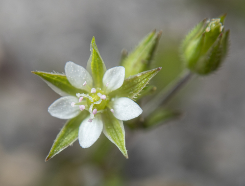 Arenaria serpyllifolia (Thyme-leaf sandwort) — photo
