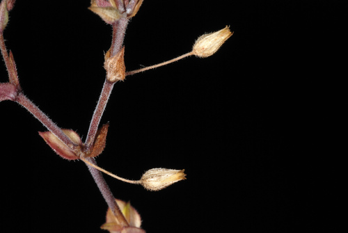 Arenaria serpyllifolia (Thyme-leaf sandwort) — photo