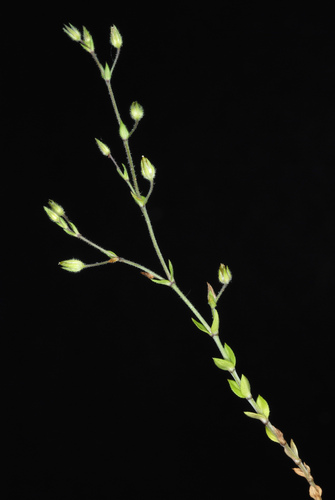 Arenaria serpyllifolia
