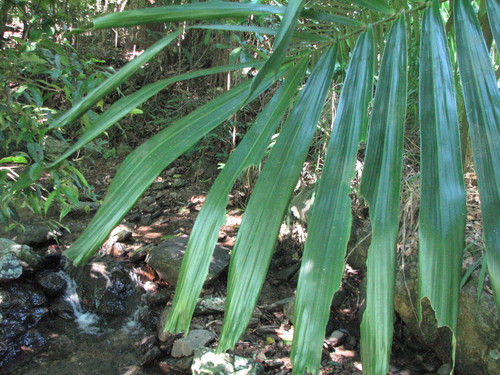 Arenga australasica (Cabbage palm) — photo