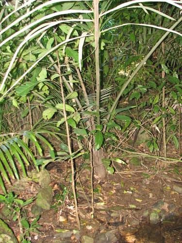 Arenga australasica (Cabbage palm) — photo