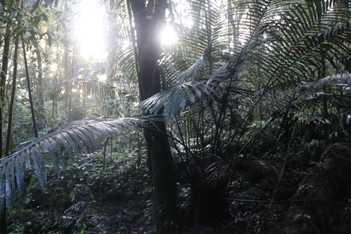 Arenga brevipes (Baling palm) — photo