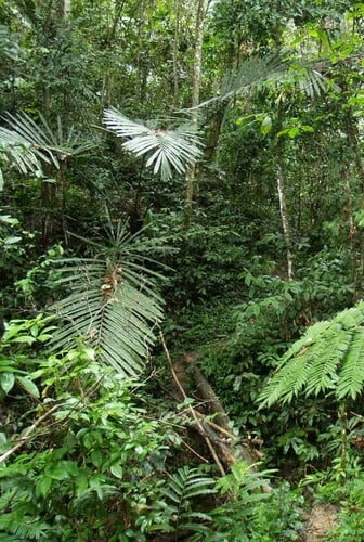 Arenga brevipes