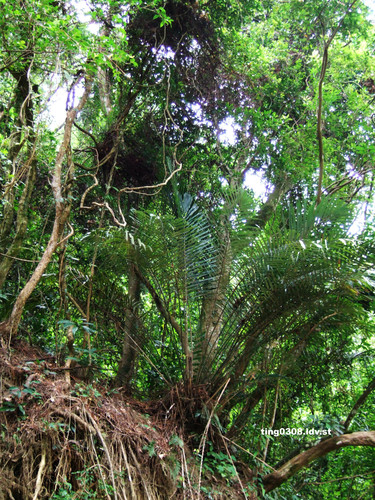 Arenga engleri (Dwarf sugar Palm) — photo