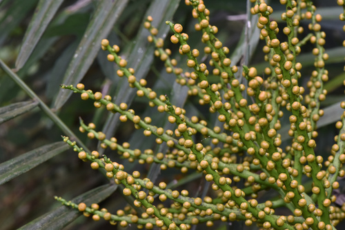 Arenga engleri (Dwarf sugar Palm) — photo