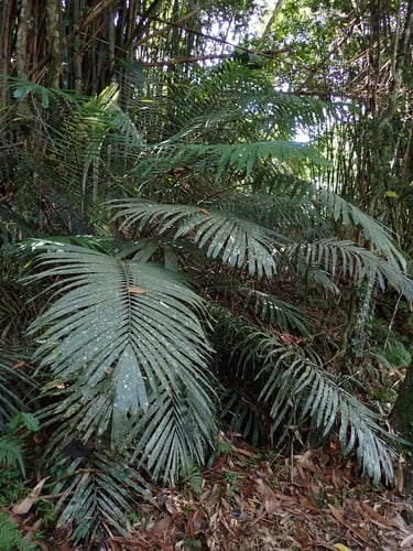 Arenga engleri