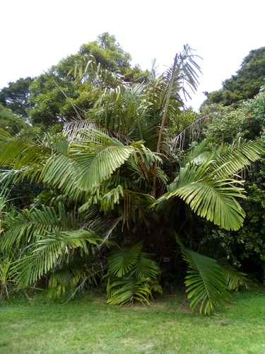 Arenga micrantha — photo