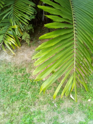 Arenga micrantha — photo