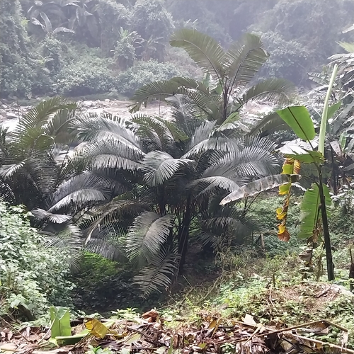 Arenga micrantha