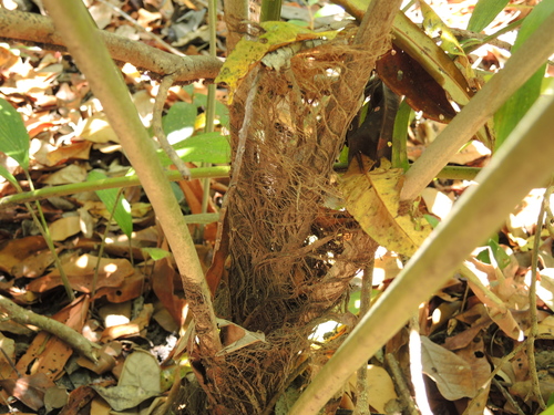 Arenga microcarpa (Arenga palm) — photo