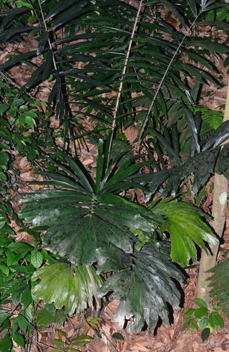 Arenga obtusifolia (Langkap) — photo