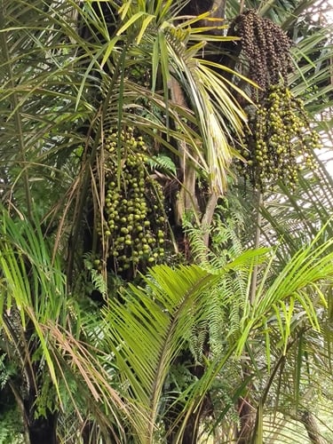Arenga obtusifolia