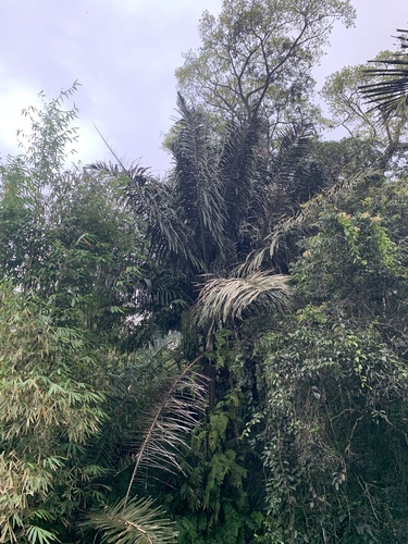 Arenga pinnata (Black Sugar palm) — photo