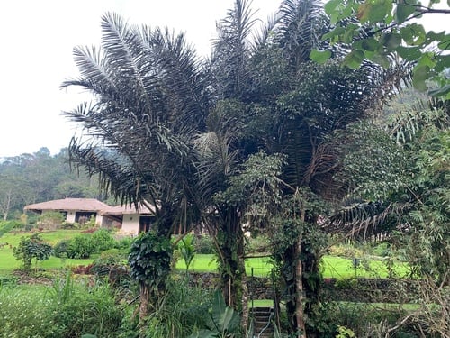 Arenga pinnata (Black Sugar palm) — photo