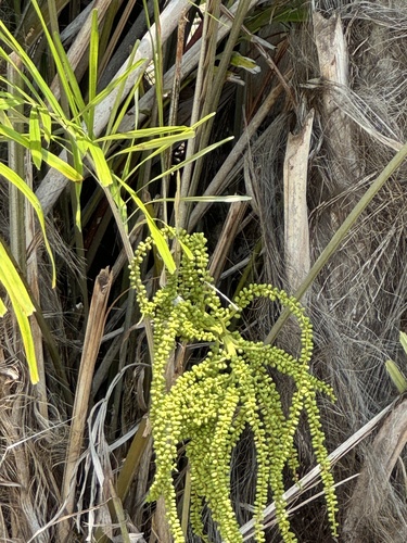 Arenga tremula (Philippine dwarf sugar palm) — photo
