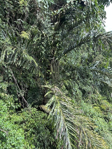 Arenga undulatifolia (Gelora sugar palm) — photo