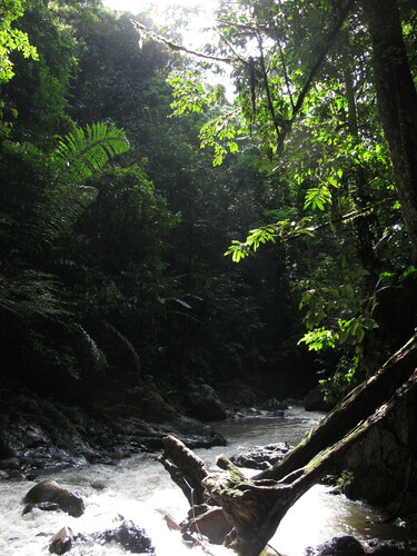 Arenga undulatifolia (Gelora sugar palm) — photo