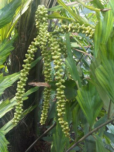Arenga undulatifolia
