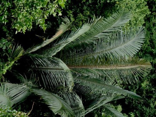 Arenga westerhoutii (Langkap) — photo
