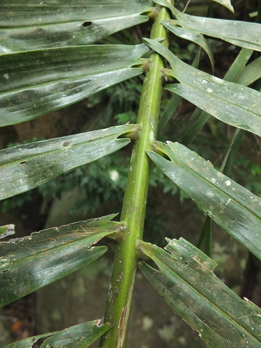 Arenga wightii (Wight's sago palm) — photo