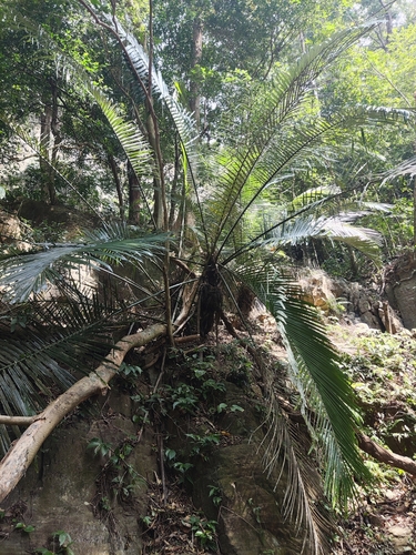 Arenga wightii (Wight's sago palm) — photo