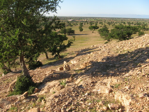 Argania spinosa (Argan) — photo