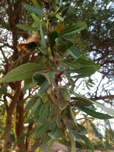 Argania spinosa (Argan) — photo