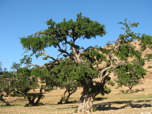 Argania spinosa