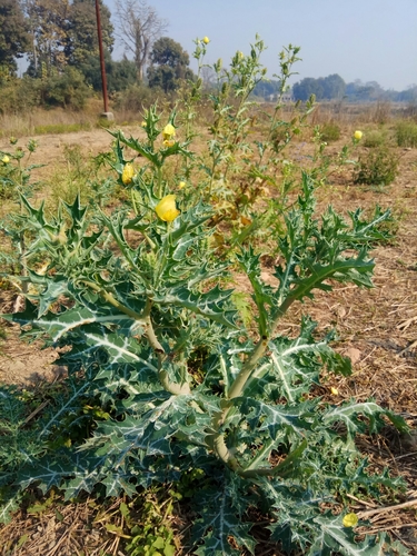 Argemone mexicana (Mexican Poppy) — photo